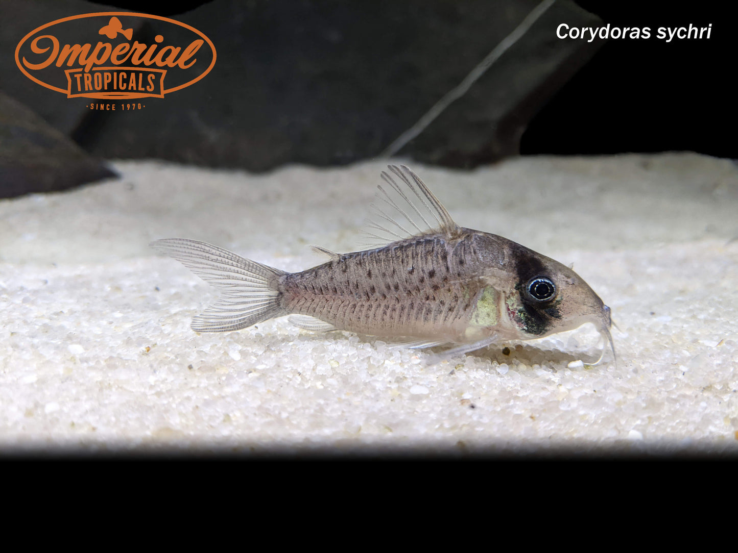 Long Nose Fairy Brochis