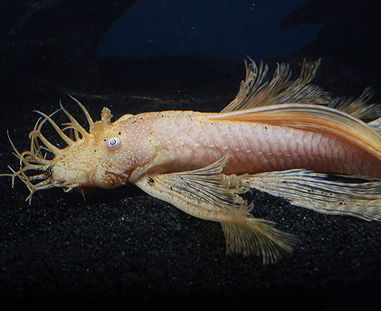 Longfin Albino Bushynose (Ancistrus sp.) - Imperial Tropicals