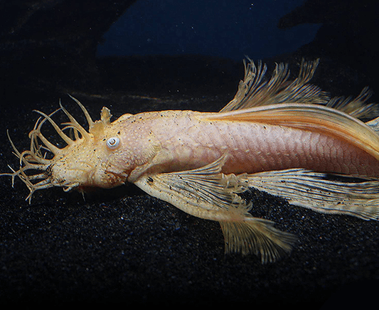 Longfin Albino Bushynose (Ancistrus sp.) - Imperial Tropicals