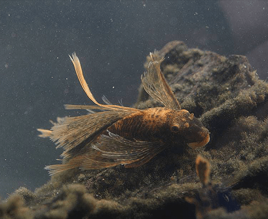 Longfin Calico Bushynose (Ancistrus sp.) - Imperial Tropicals