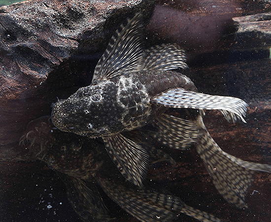 Longfin Chocolate Bushynose (Ancistrus sp.) - Imperial Tropicals