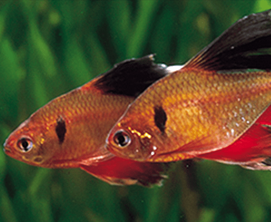 Red Minor Tetra (Hyphessobrycon eques) - Imperial Tropicals
