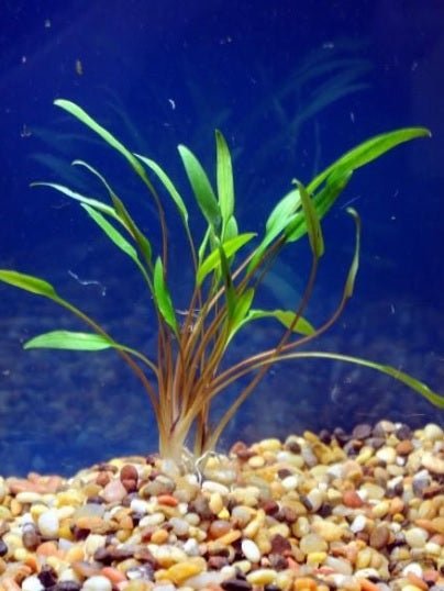 Low Light Plant Starter Combo Pack - 3 Easy to Keep Plants!