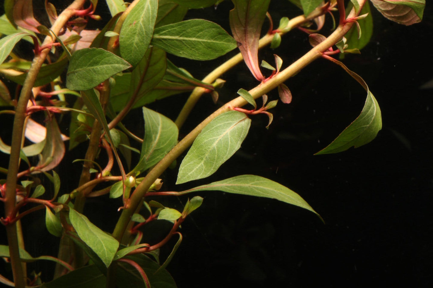 Dark Red Ludwigia - Imperial Tropicals