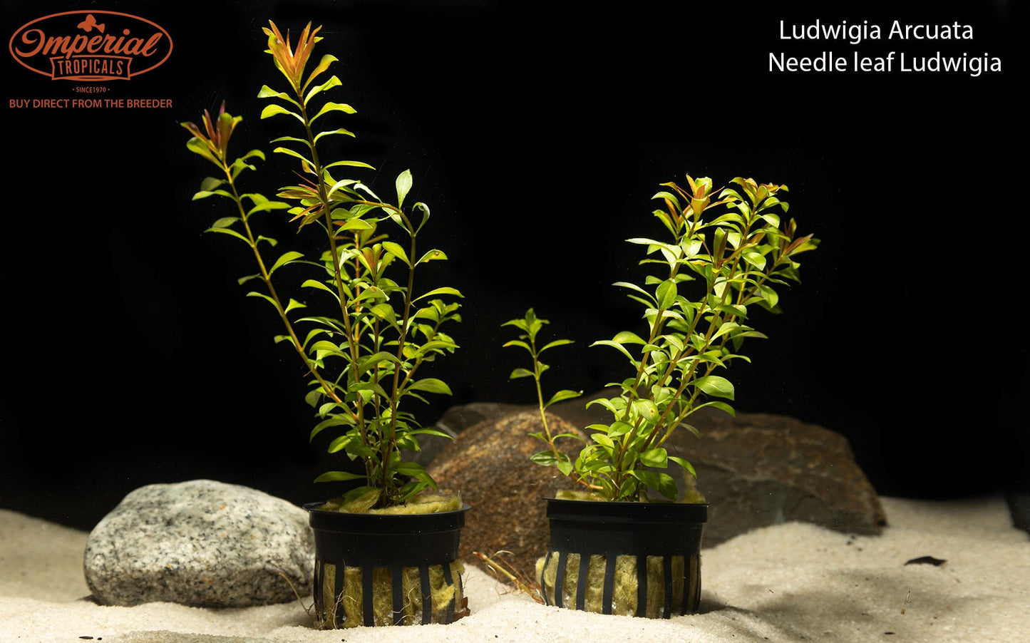 Needle Leaf Ludwigia