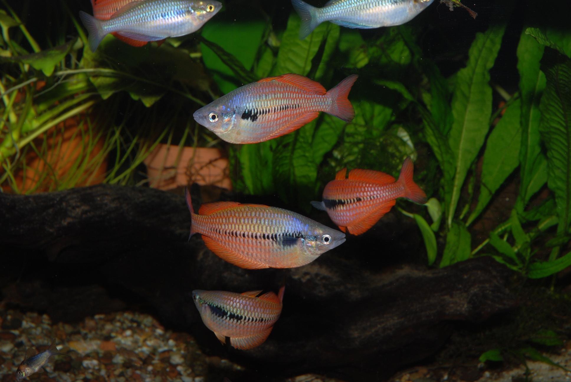Sunset Dwarf Rainbowfish (Melanotaenia parva) - shop Imperial Tropicals