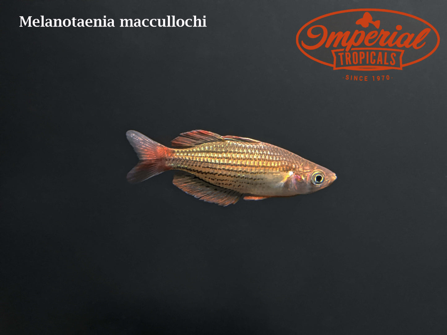 Macculloch's Rainbowfish