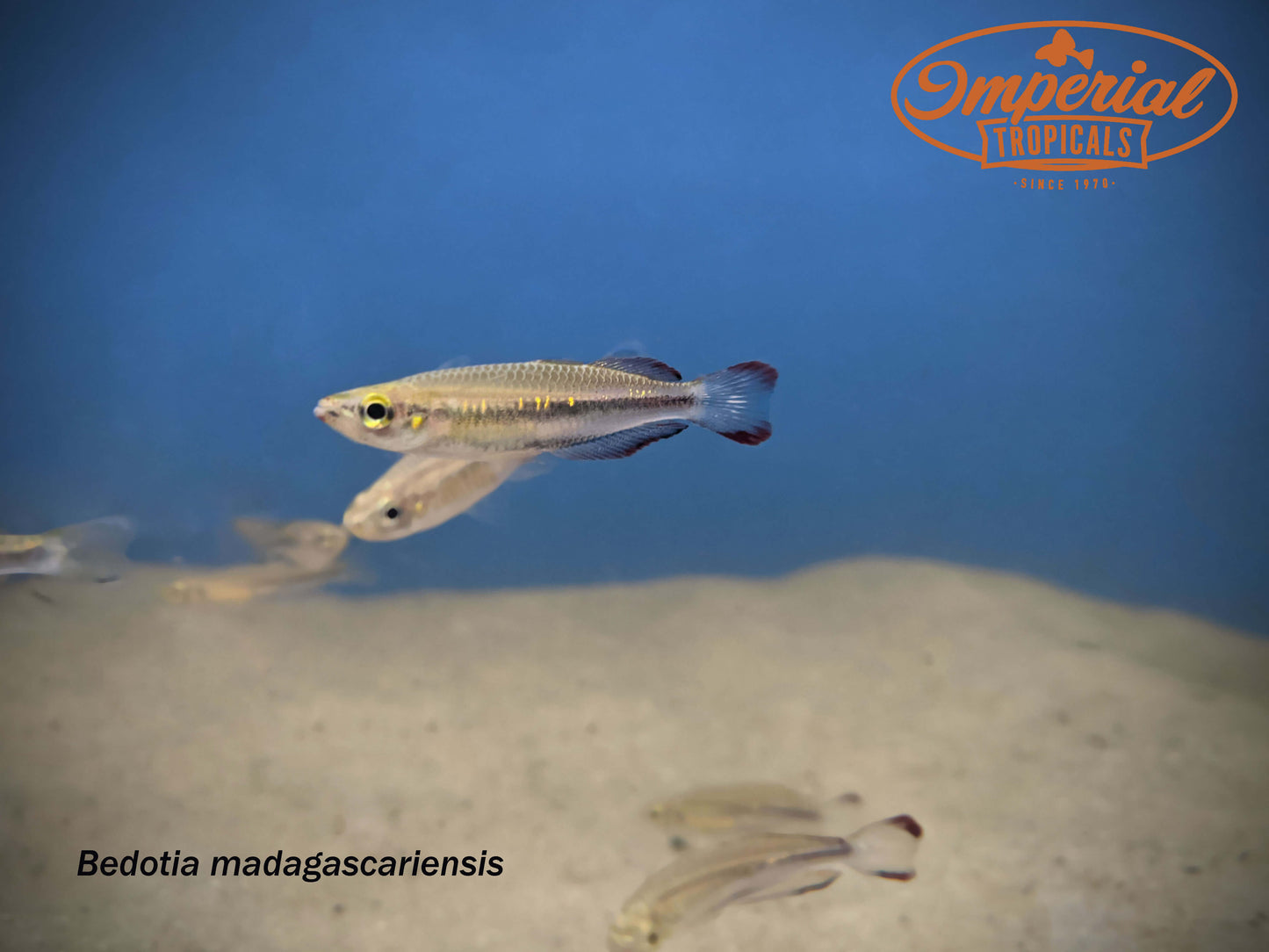 Madagascar Rainbowfish