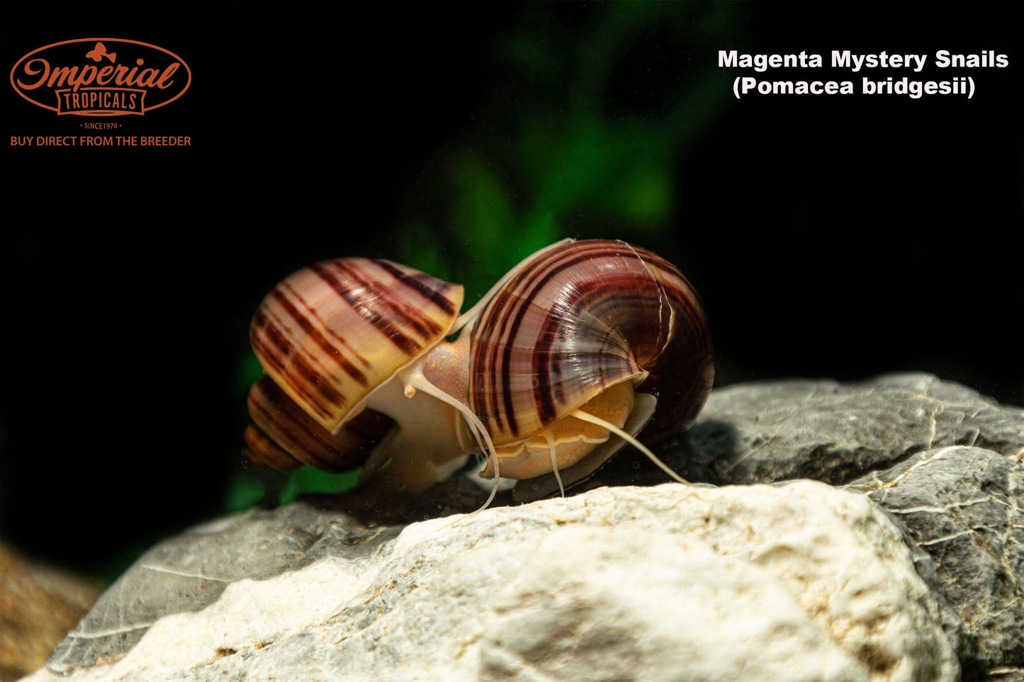 Magenta Mystery Snail