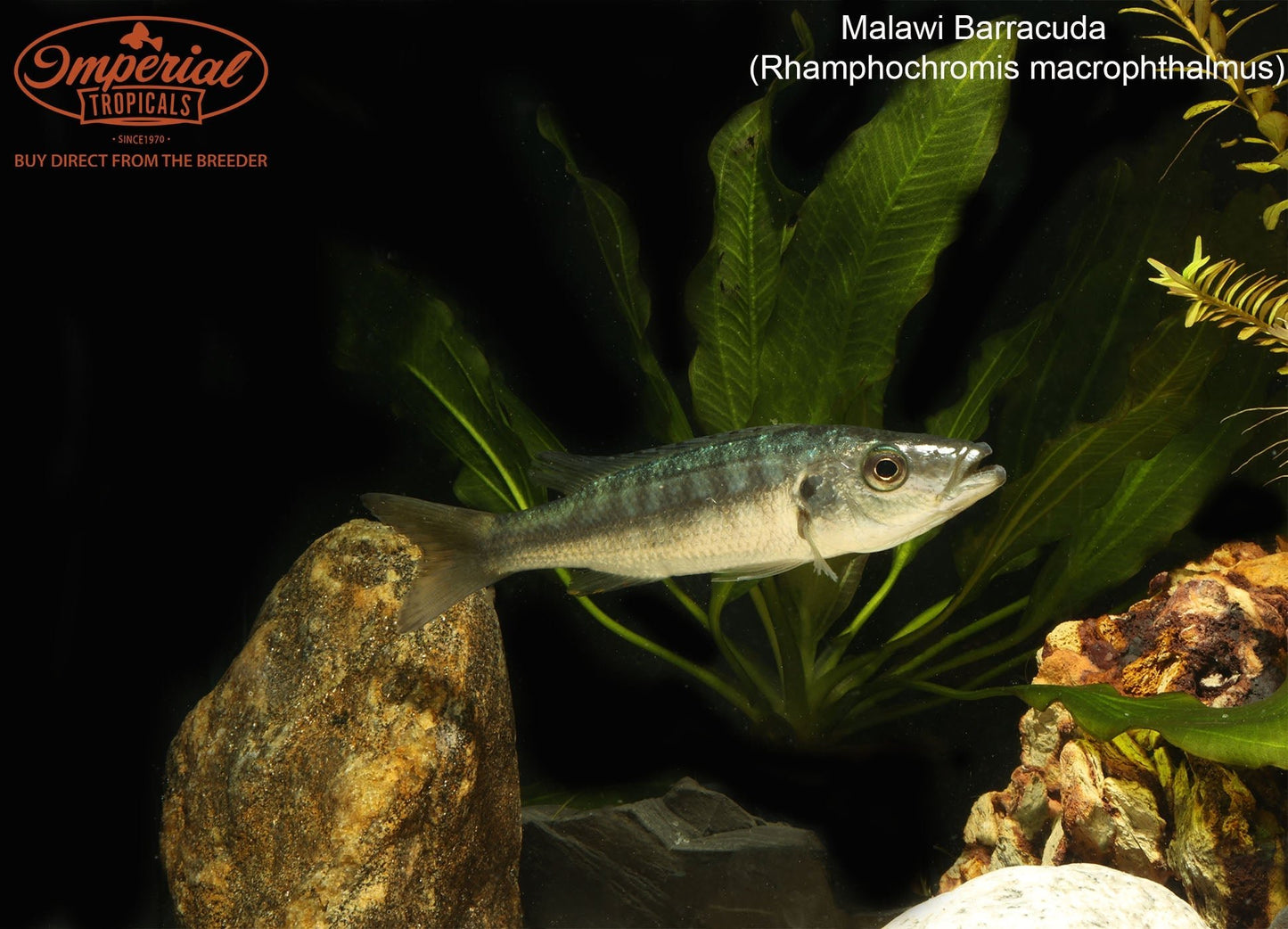 Malawi Barracuda