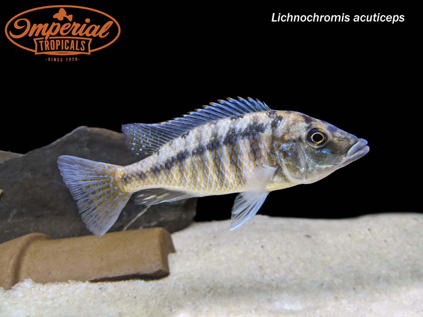 Malawi Gar