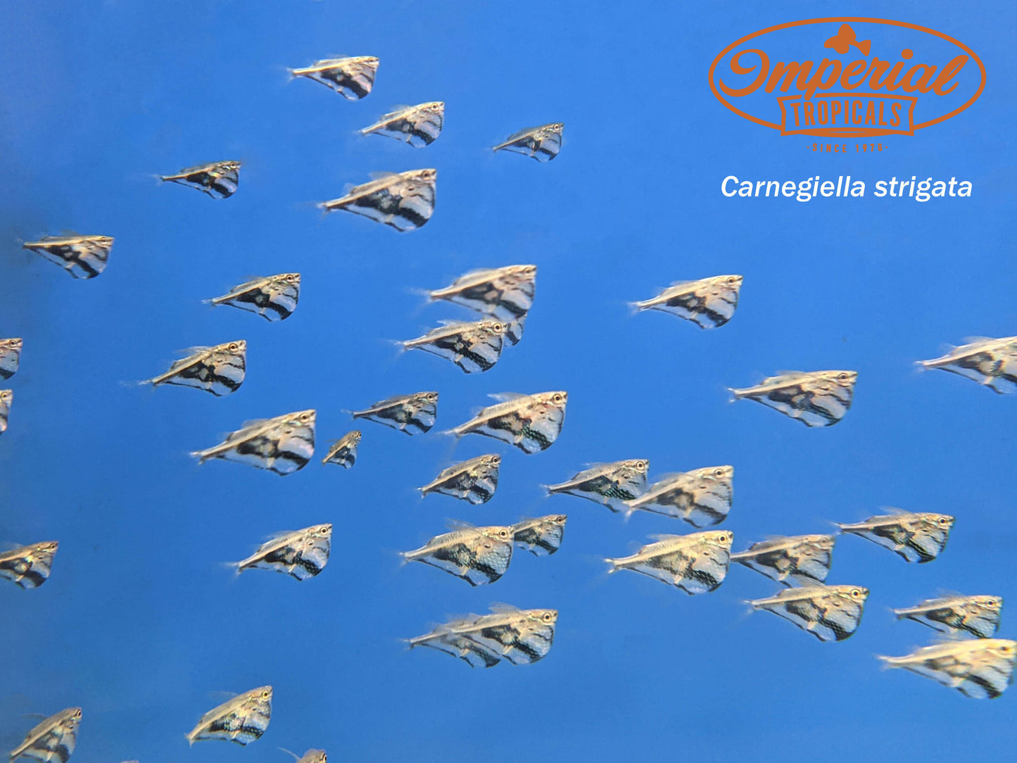 BOGO Marble Hatchetfish