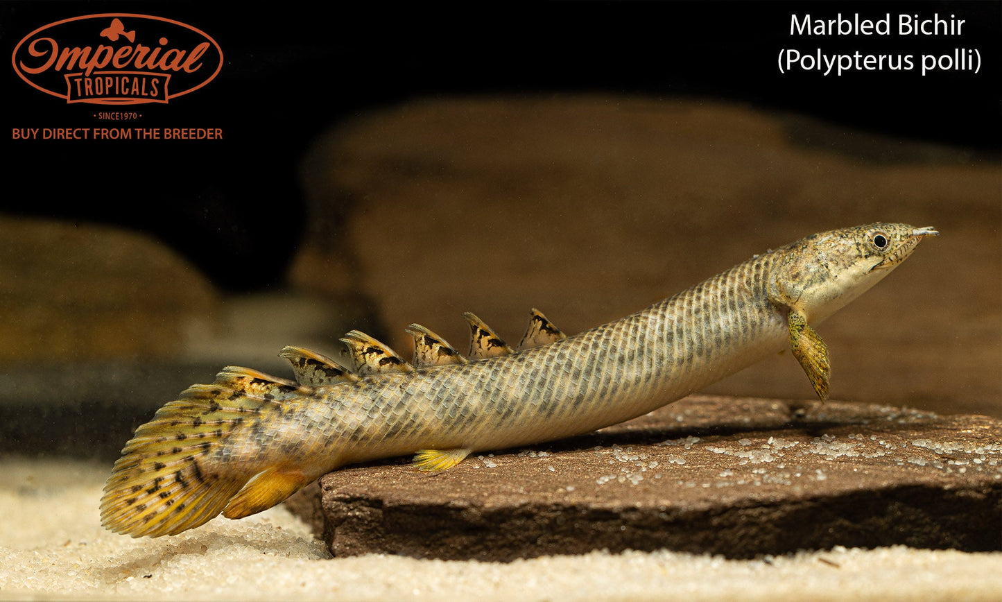 Marbled Bichir