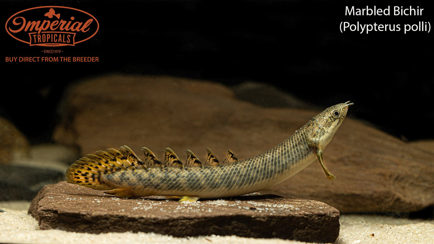 Marbled Bichir