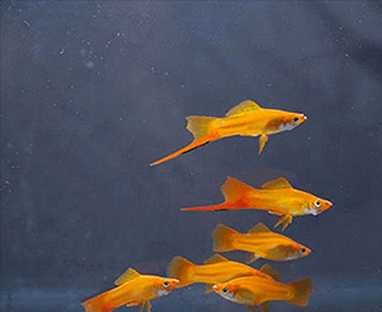 Marigold Swordtail (Xiphophorus hellerii) - Imperial Tropicals