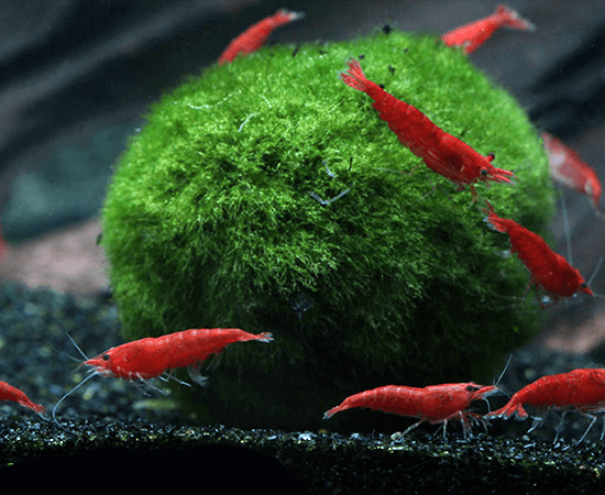 Marimo Moss Ball  (Aegagropila linnaei) - Imperial Tropicals