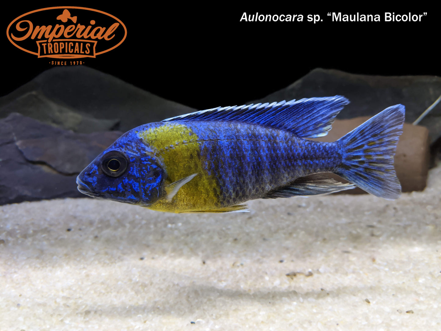 Maulana Bicolor Peacock