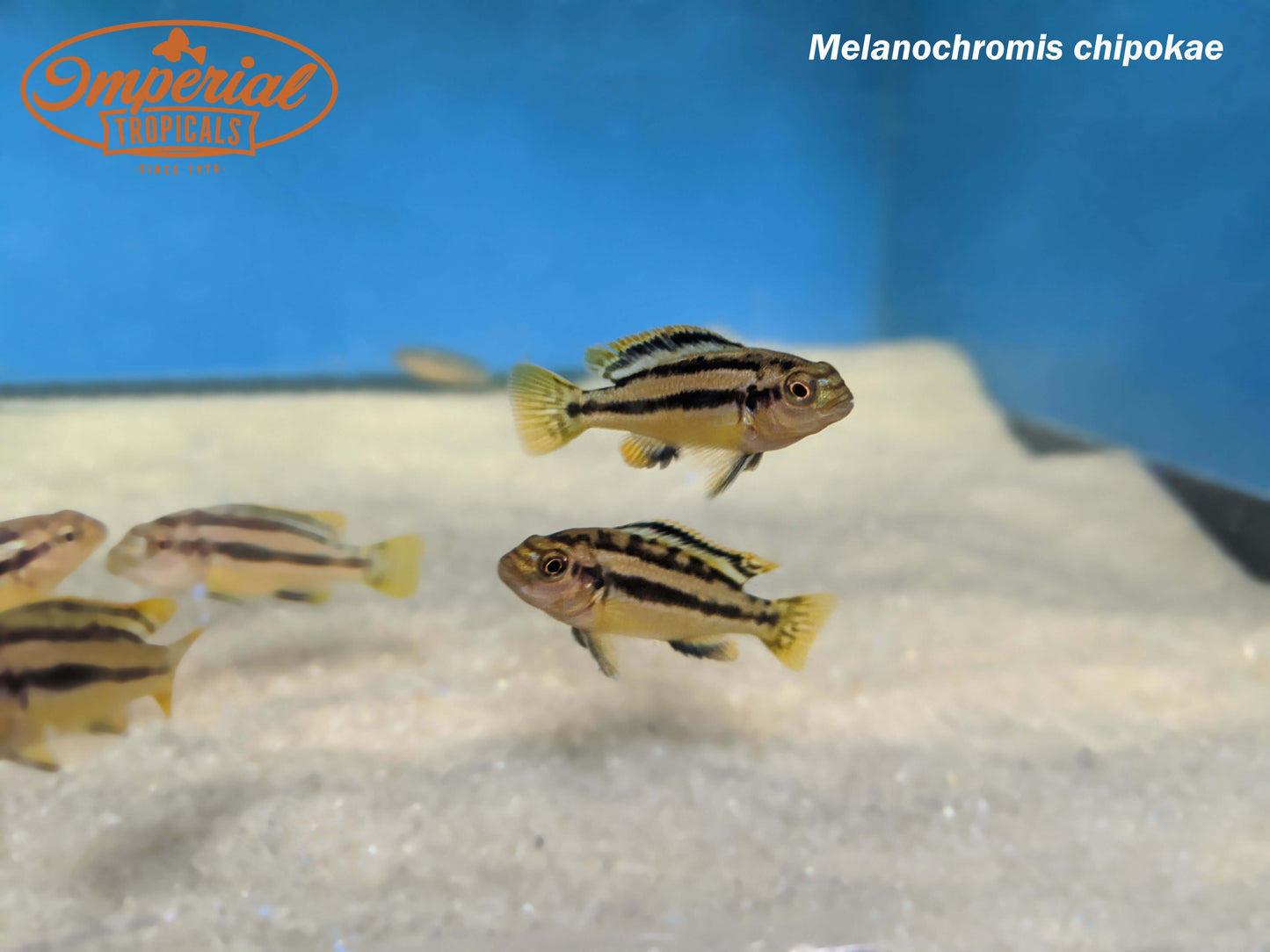 Melanochromis chipokae
