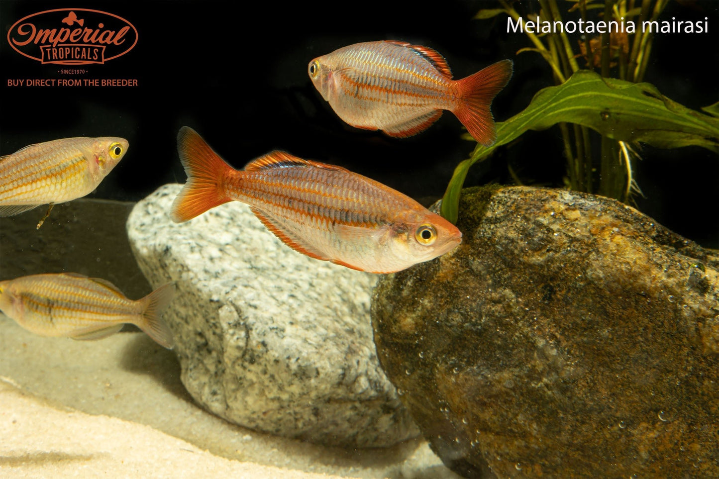 Mairasi Rainbowfish