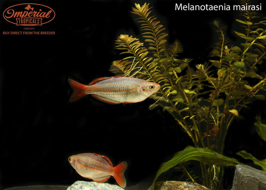 Mairasi Rainbowfish