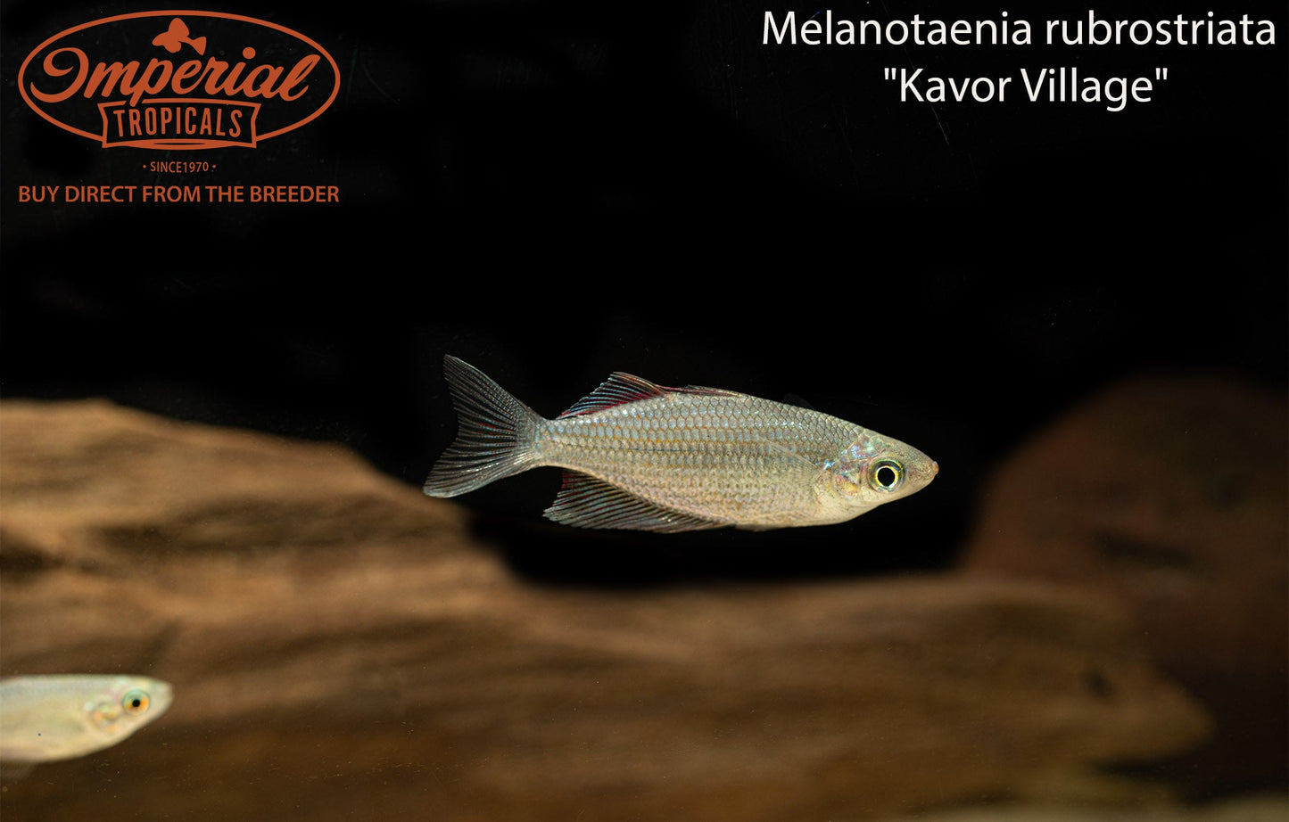 Kavor Village Rainbowfish