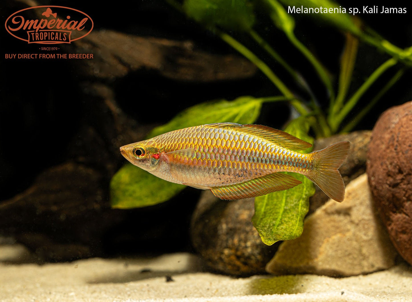 Kali Jamas Rainbowfish