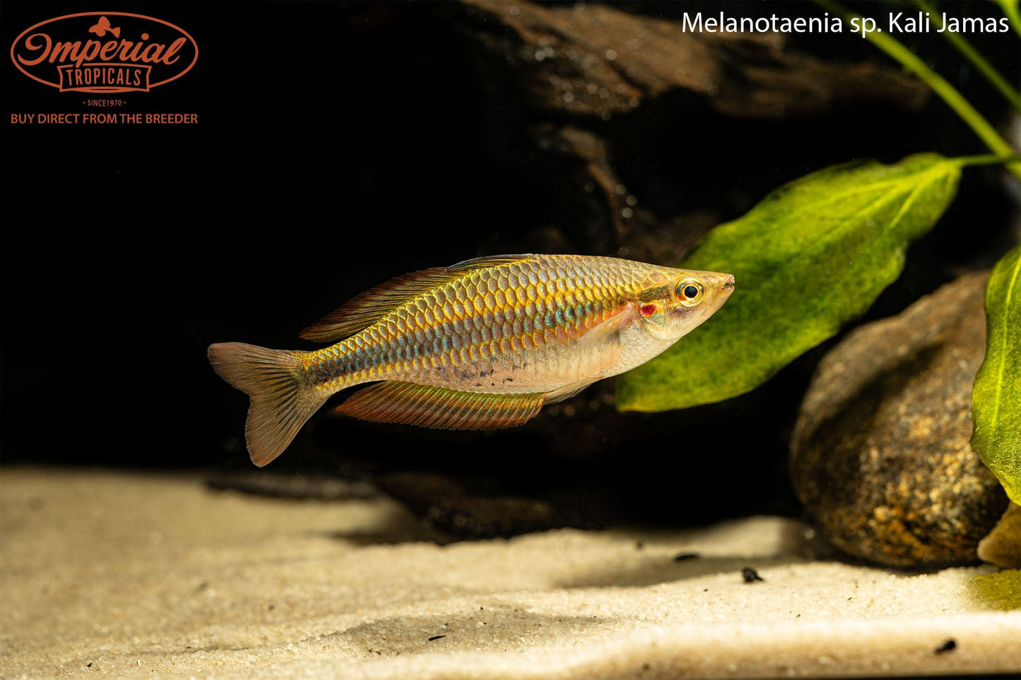 Melanotaenia sp. Kali Jamas