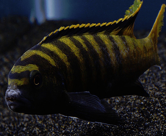 Yellow Dingani Cichlid (Pseudotropheus flavus) - Imperial Tropicals