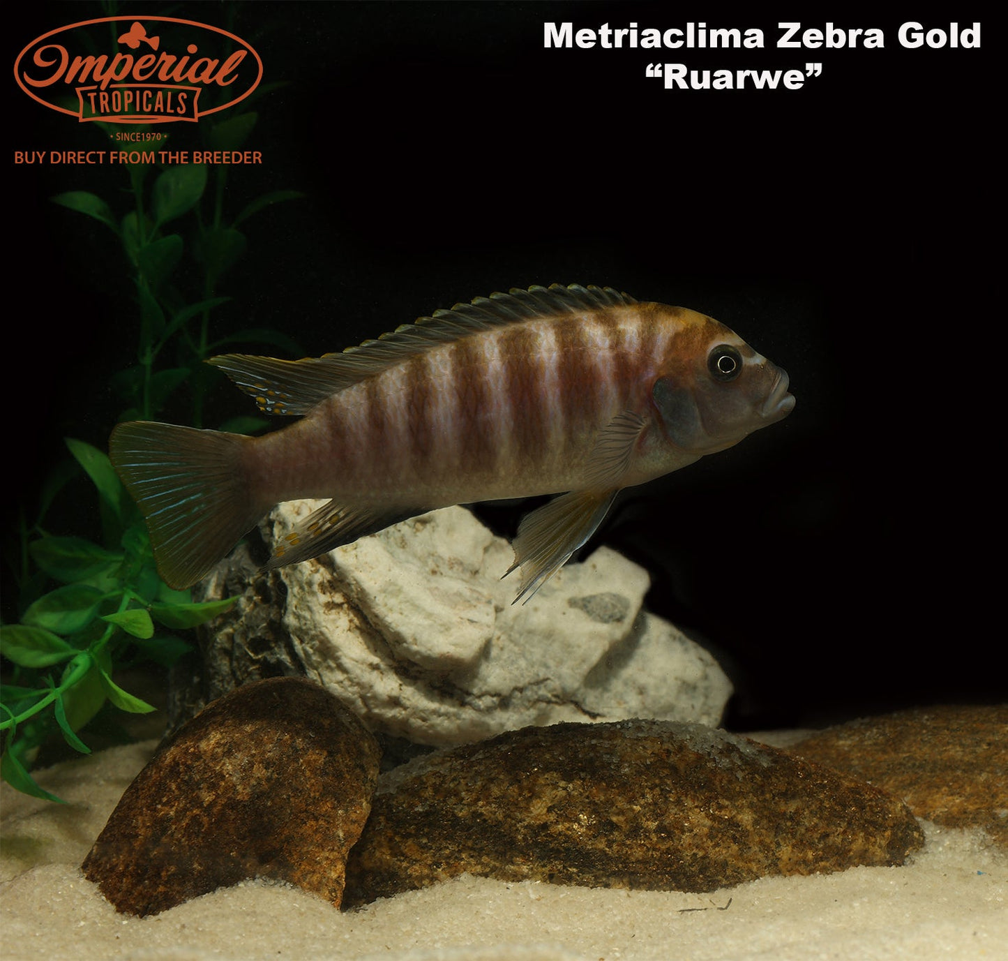 Zebra Gold "Ruarwe"