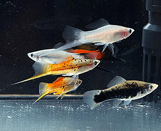 Assorted Swordtail (Xiphophorus hellerii) - Imperial Tropicals