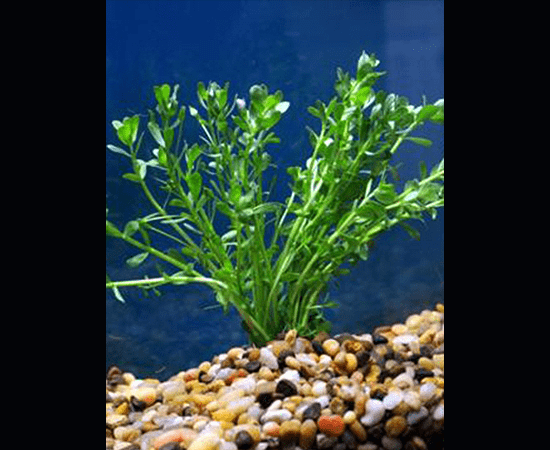 Moneywort (Bacopa monnieri) - Imperial Tropicals