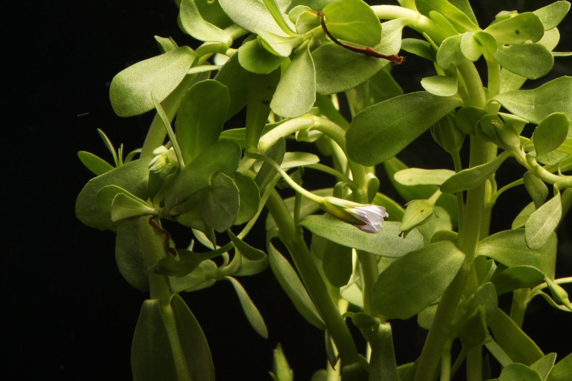 Moneywort (Bacopa monnieri) - Imperial Tropicals
