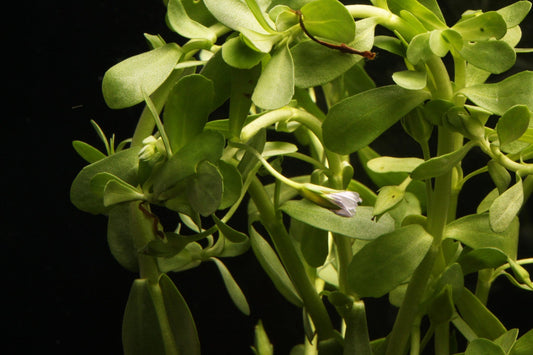 Moneywort (Bacopa monnieri) - Imperial Tropicals
