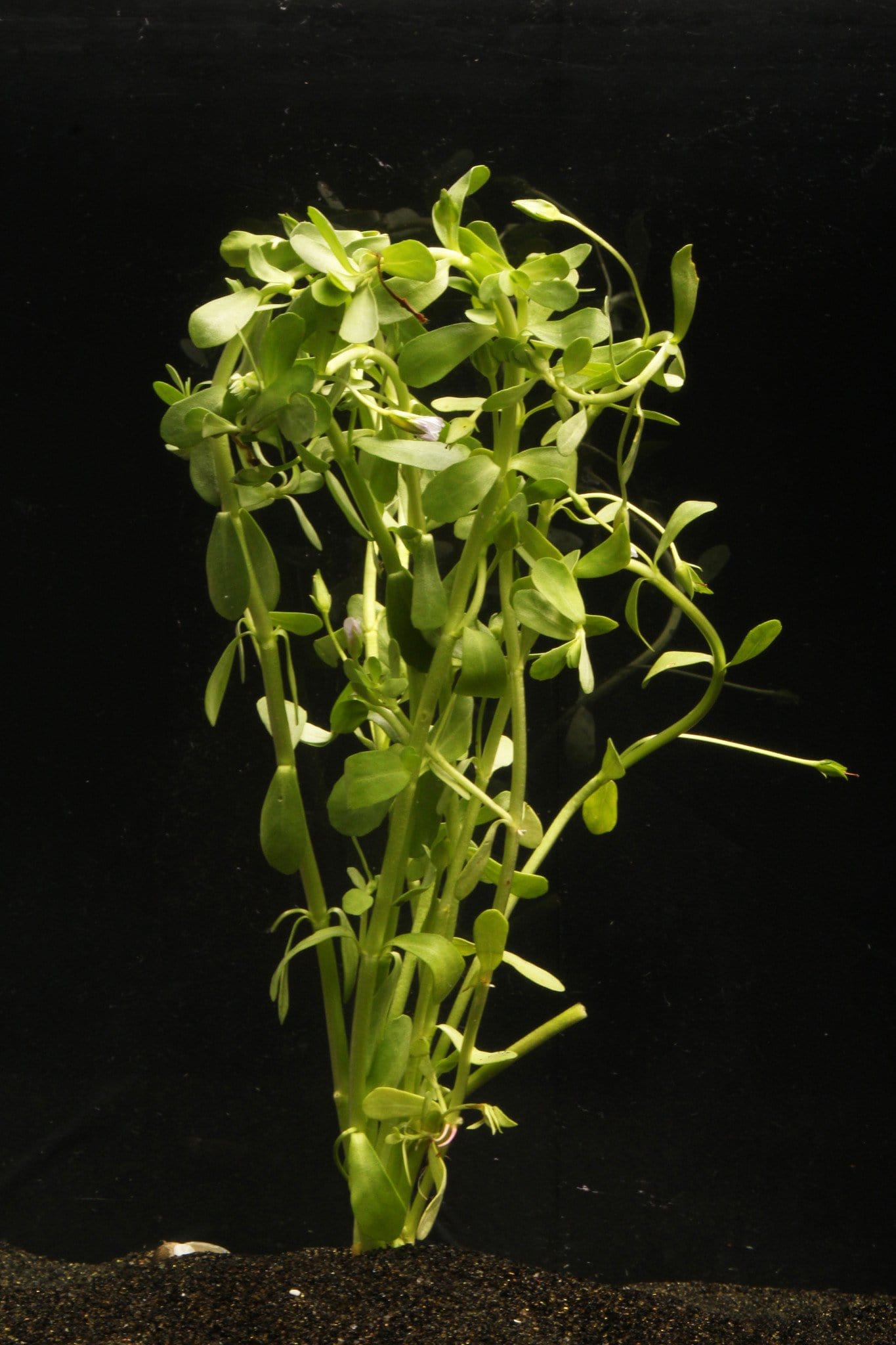 Moneywort (Bacopa monnieri) - Imperial Tropicals