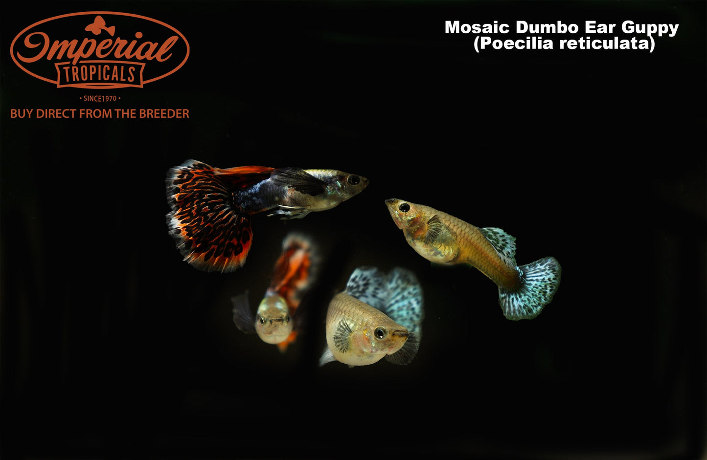 Red Mosaic Dumbo Ear Guppy