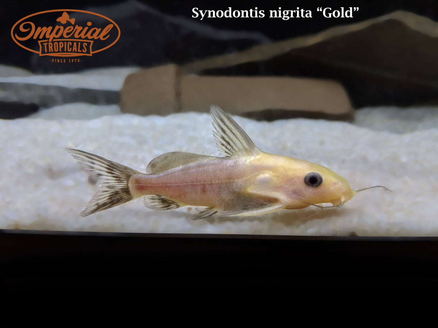 Mustard Synodontis