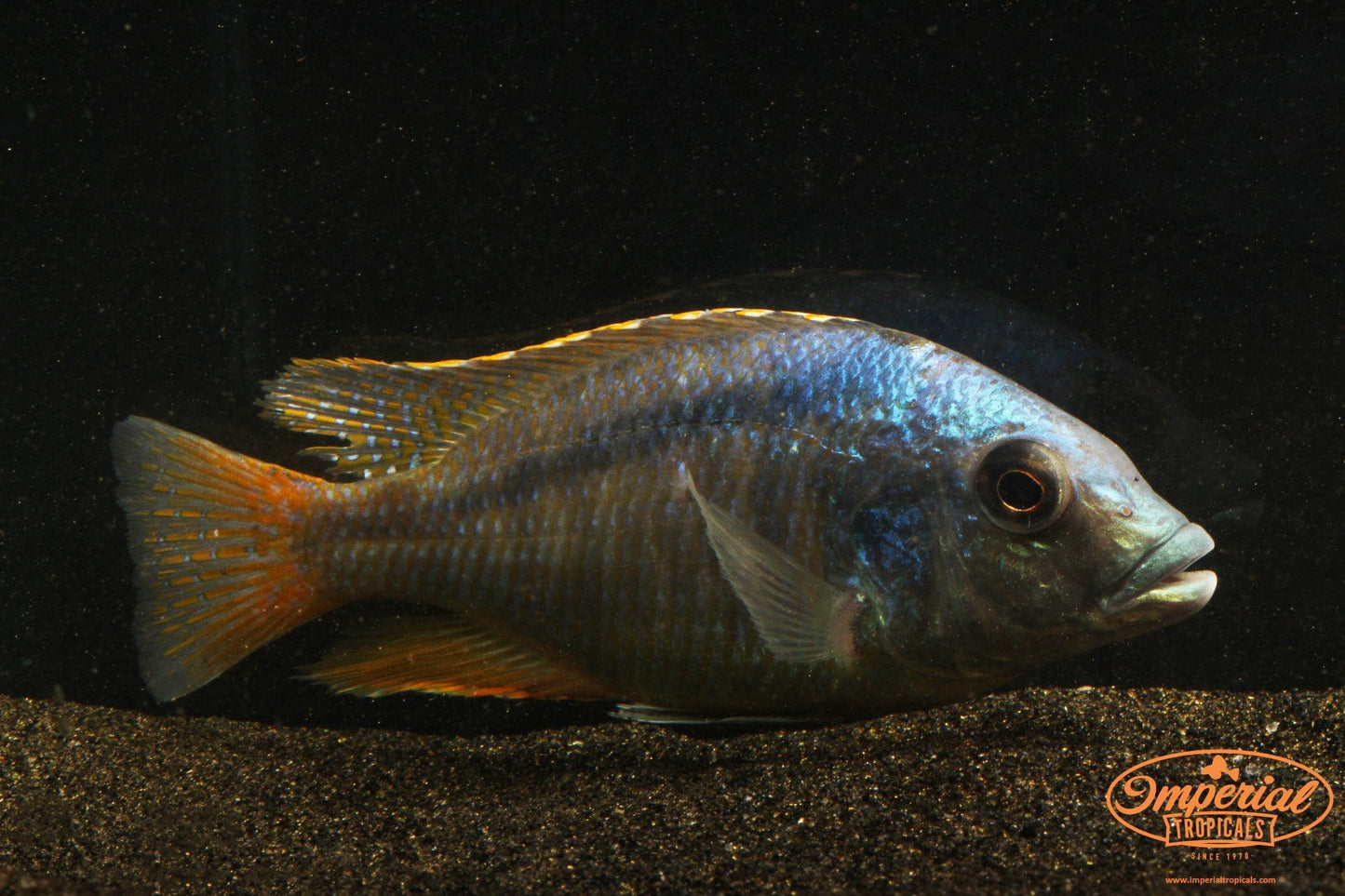 (Mylochromis anaphyrmus) - Imperial Tropicals