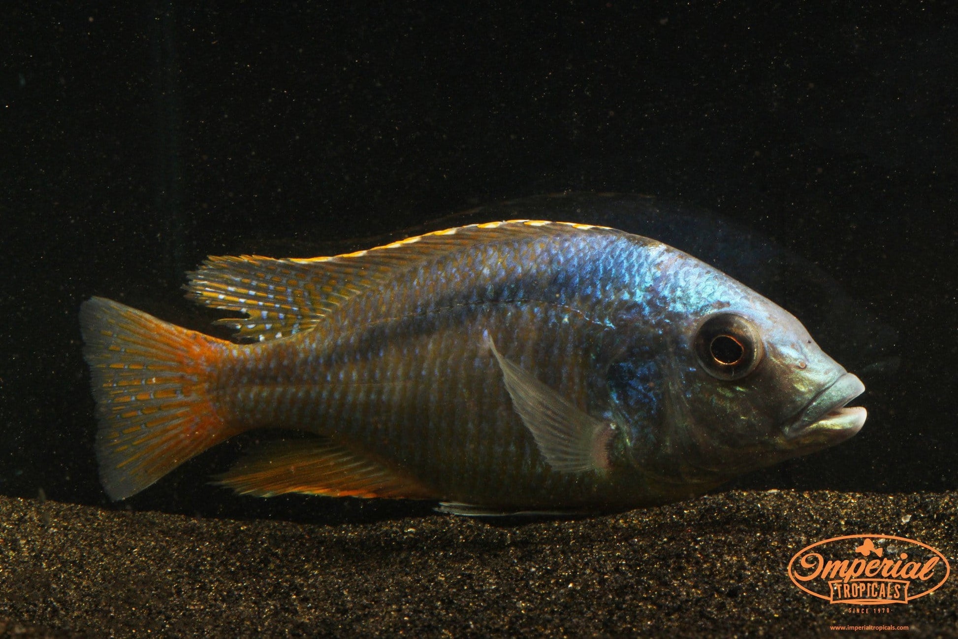 (Mylochromis anaphyrmus) - Imperial Tropicals