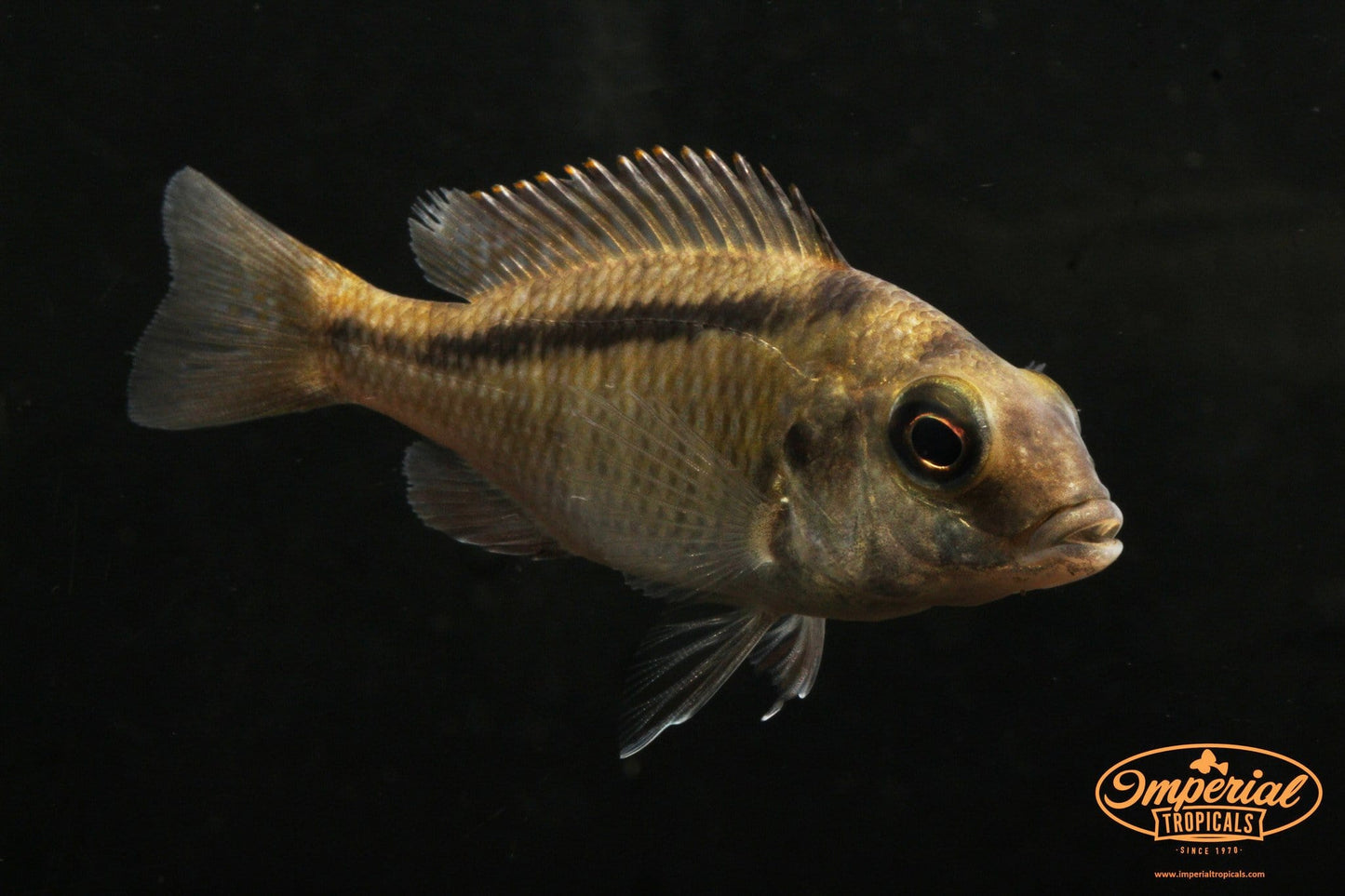 (Mylochromis anaphyrmus) - Imperial Tropicals