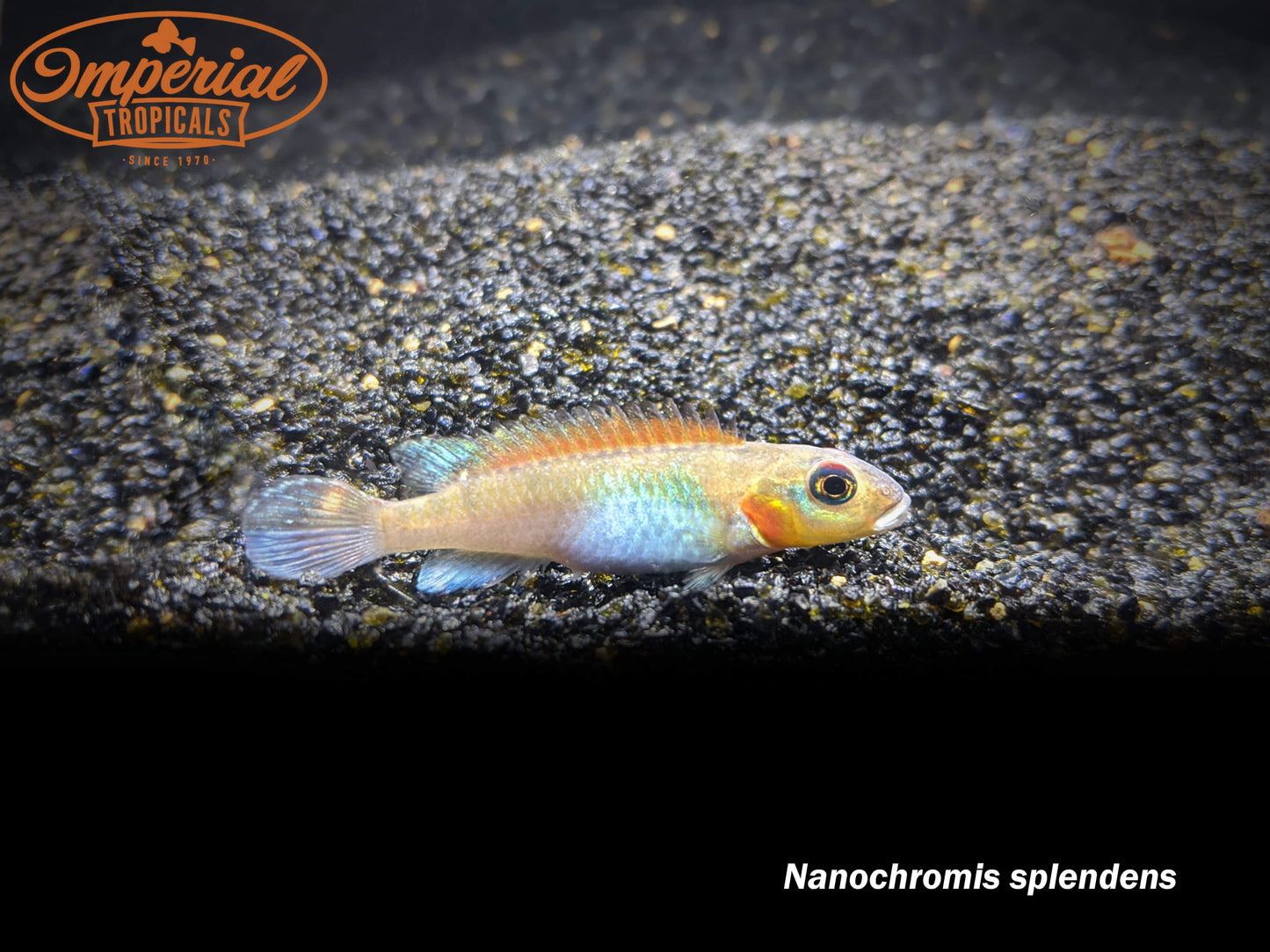 Nanochromis splendens