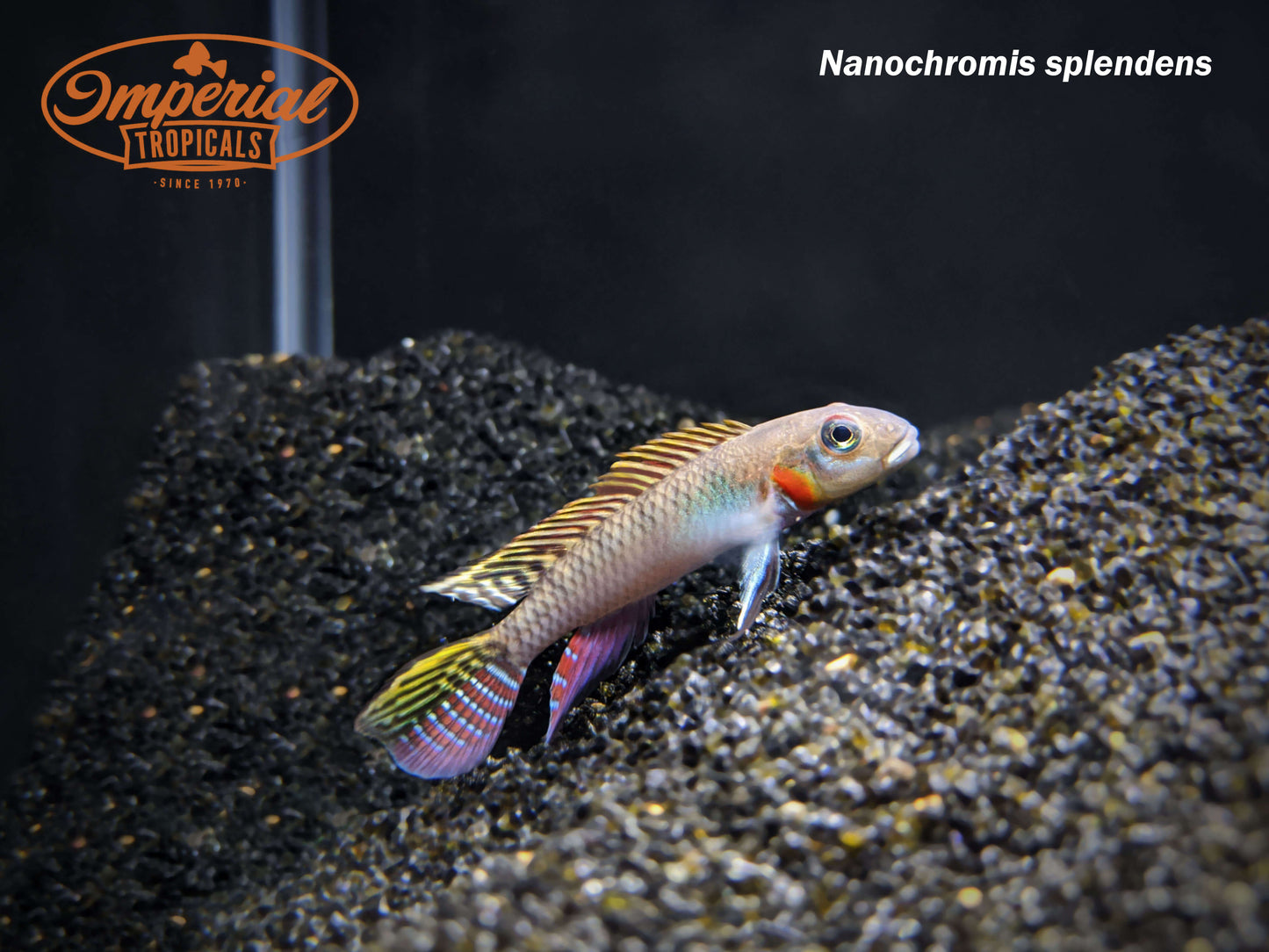 Nanochromis splendens