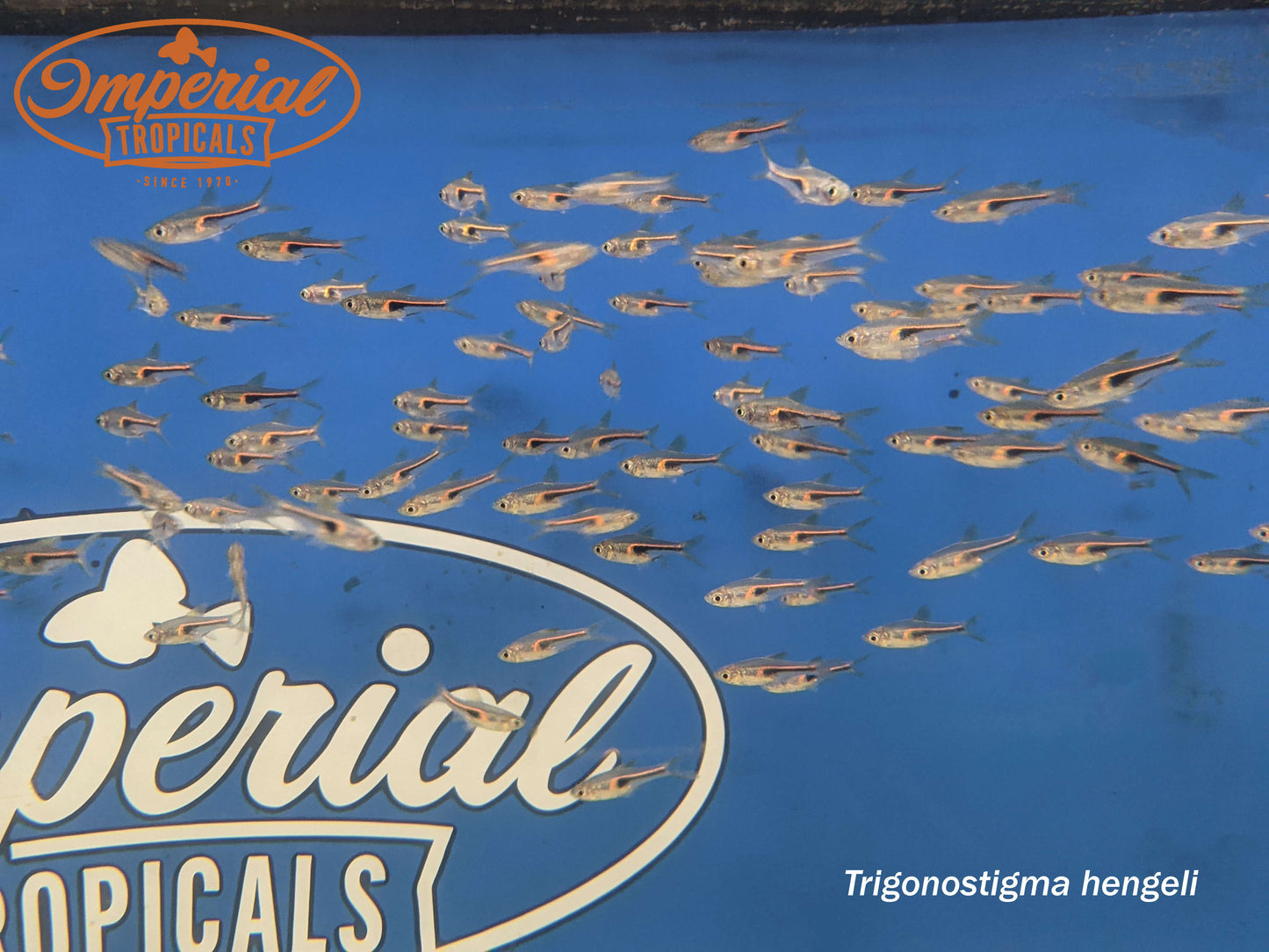 Narrow Wedge Rasbora