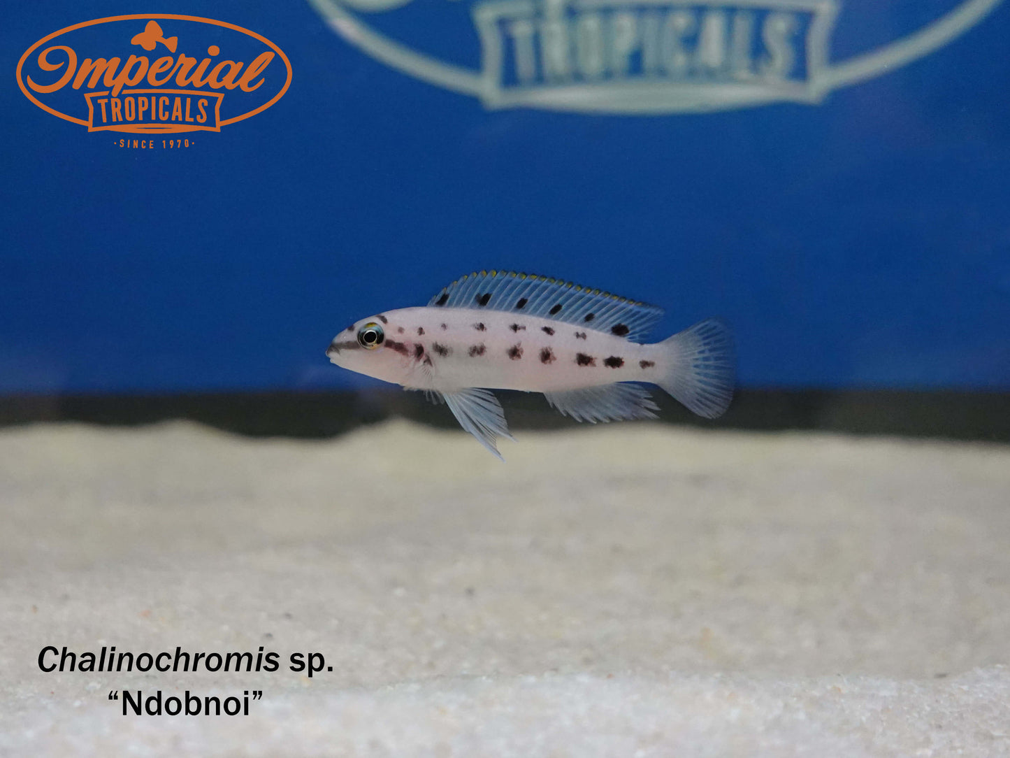 Chalinochromis sp. Ndobnoi