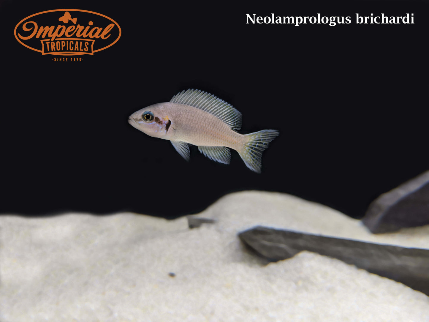 Neolamprologus brichardi