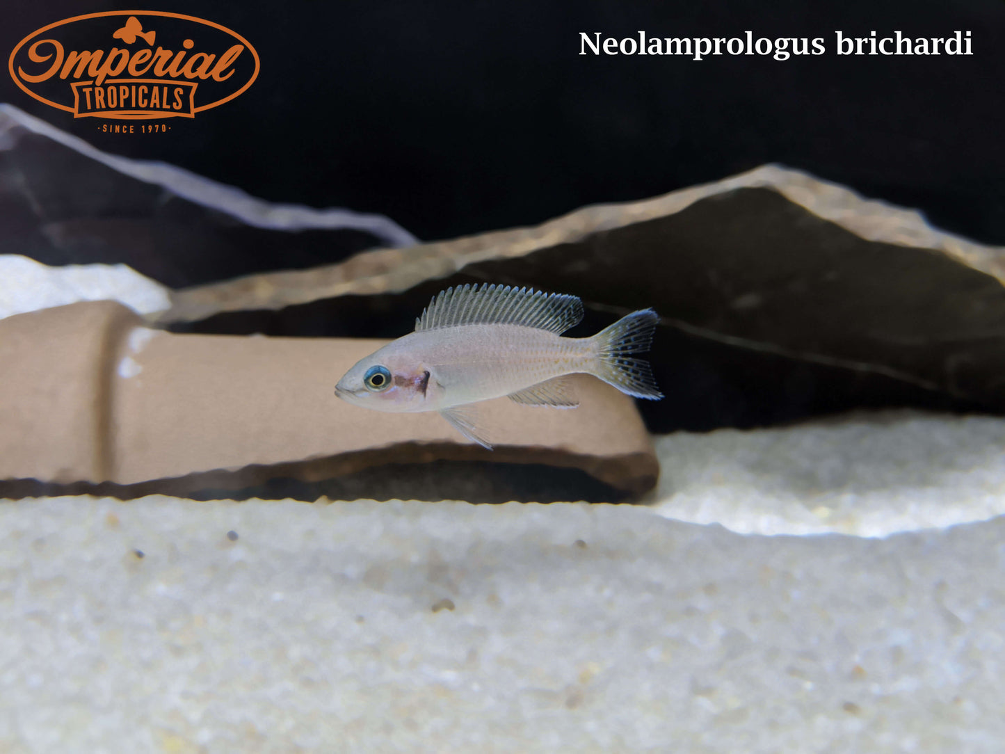 Neolamprologus brichardi