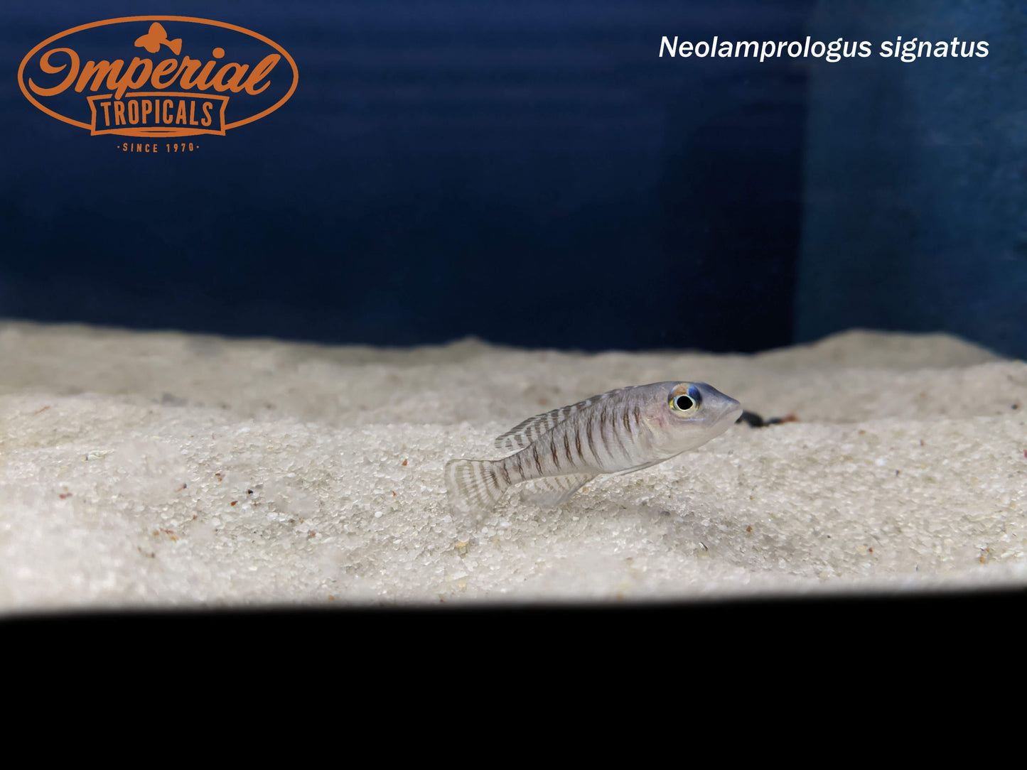 Neolamprologus signatus