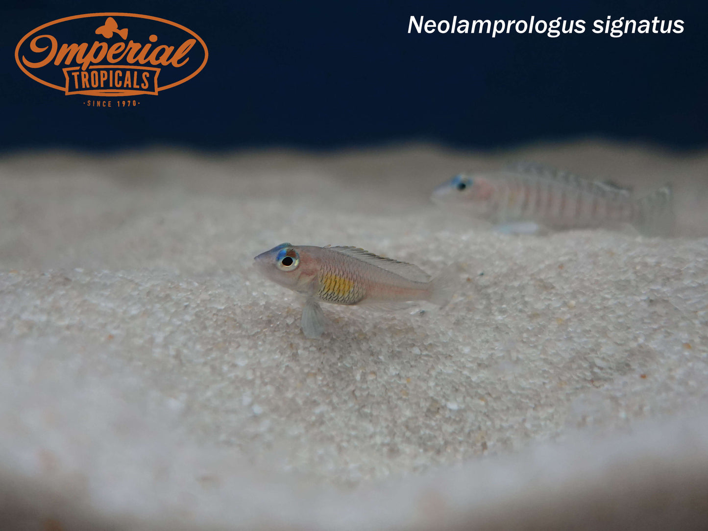 Neolamprologus signatus