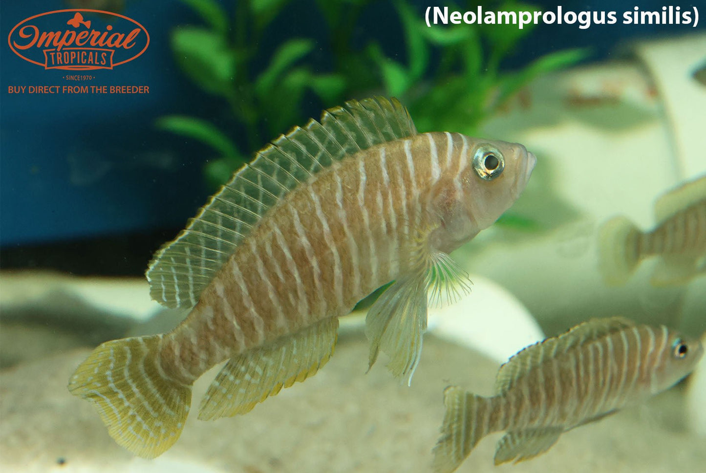 Neolamprologus similis