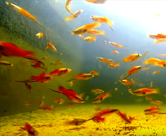 Pineapple Swordtail (Xiphophorus hellerii) - Imperial Tropicals