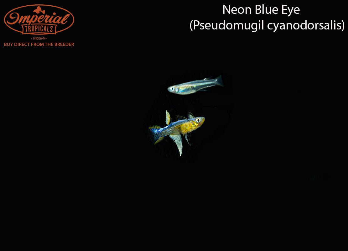 Neon Blue Eye
